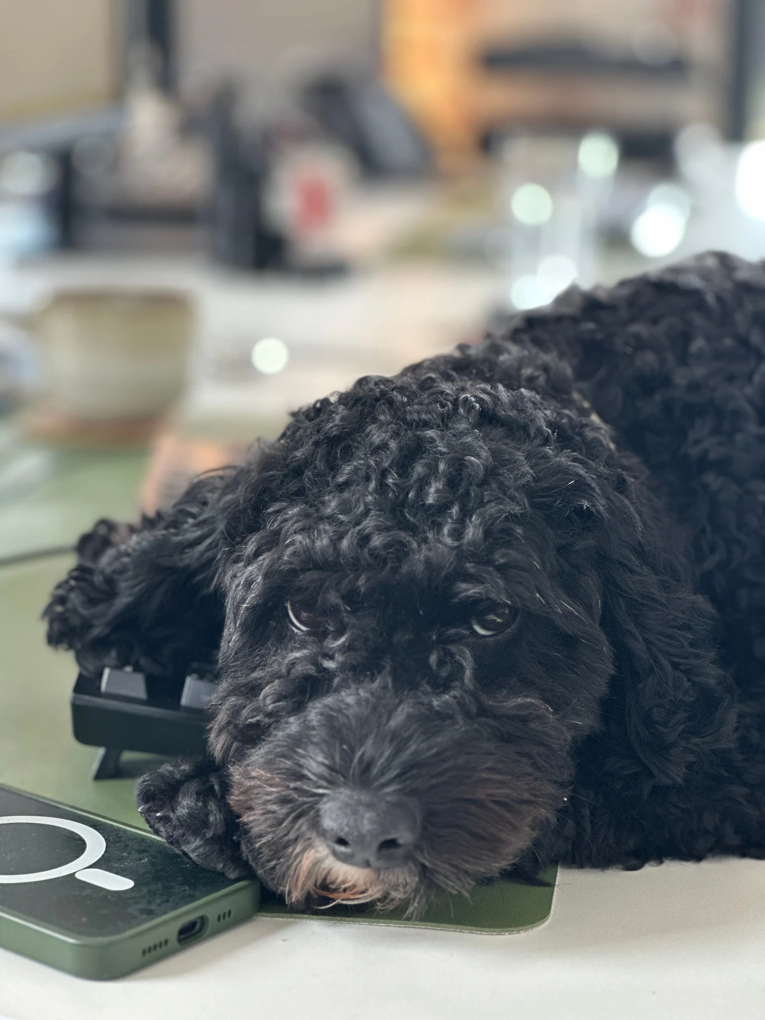 LED Architects studio dog at a desk